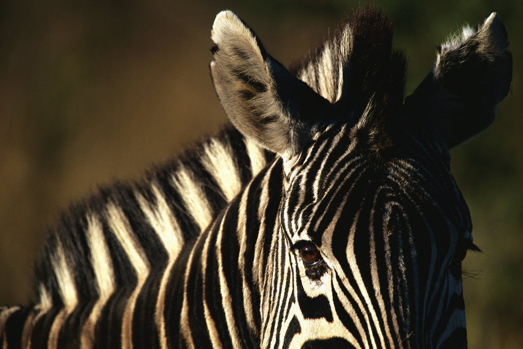 Detail of Close-up of Plains Zebra by Anonymous