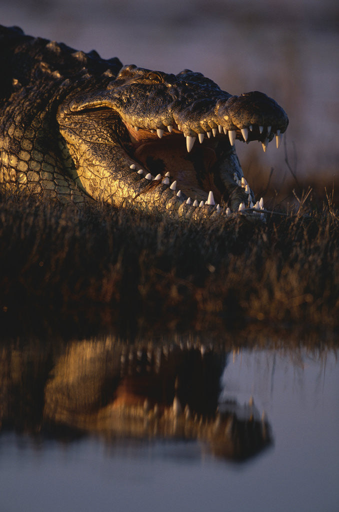 Detail of Nile Crocodile with Open Mouth by Anonymous