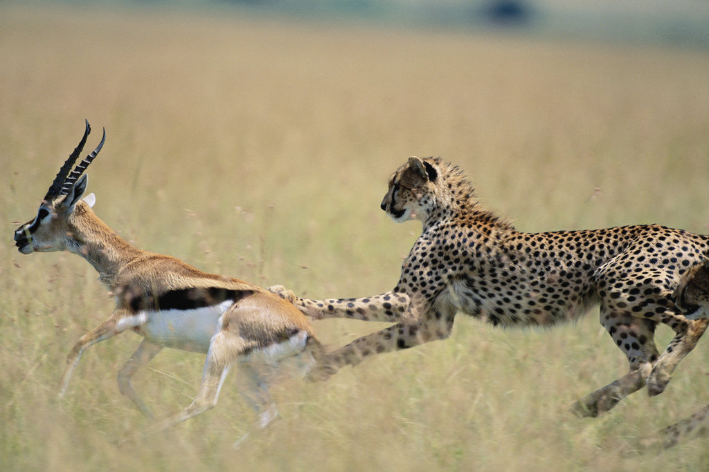 Detail of Cheetah Chasing Thomson's Gazelle by Anonymous
