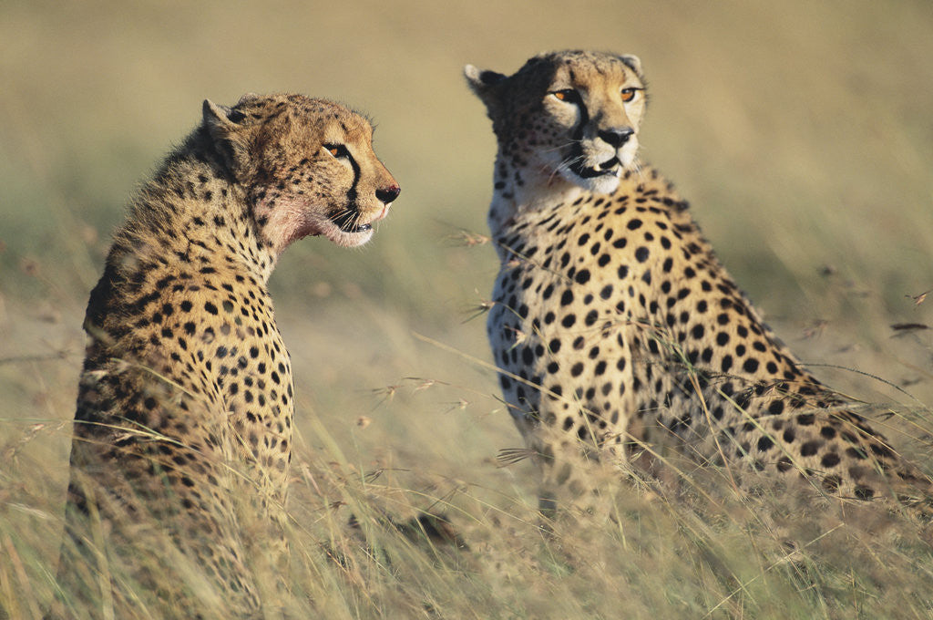 Detail of Cheetahs Devouring a Gazelle by Corbis