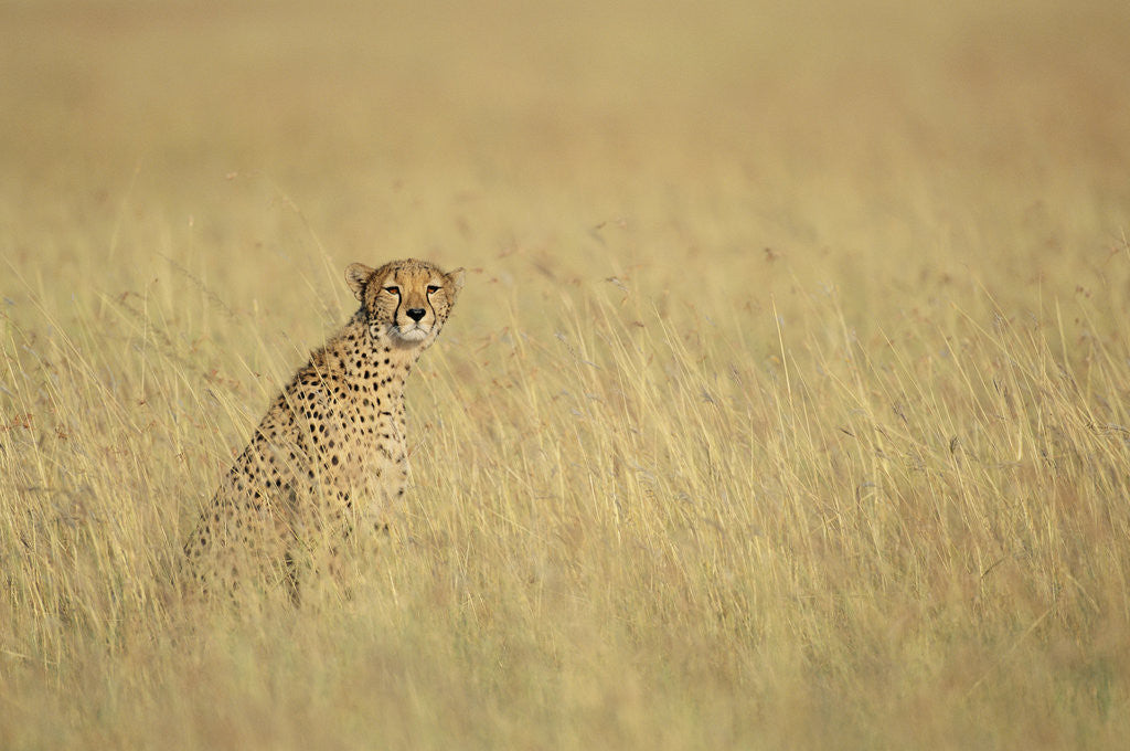 Detail of Cheetah Sitting in Grass by Anonymous