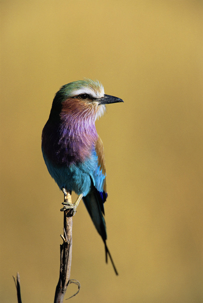 Detail of Lilac-Breasted Roller Perched on a Branch by Anonymous