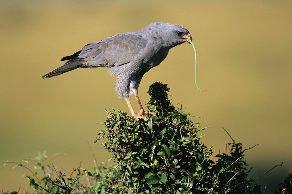 Detail of Pale Chanting Goshawk Swallowing Lizard by Anonymous