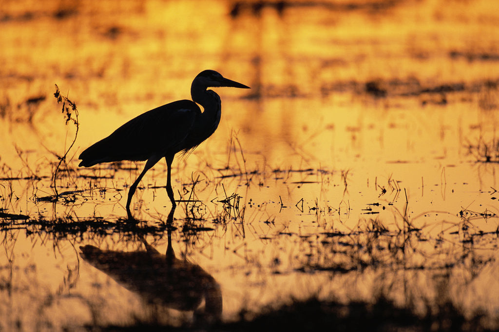 Detail of Egret Wading Through the Khwai River by Anonymous