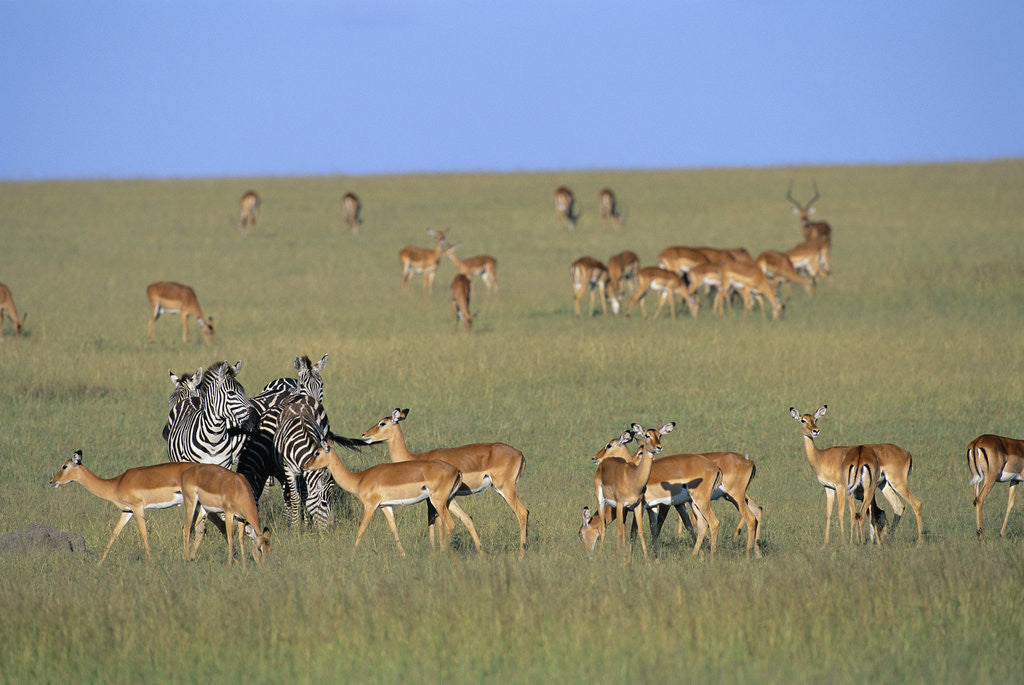 Detail of Herd of Impalas and Plains Zebras by Anonymous