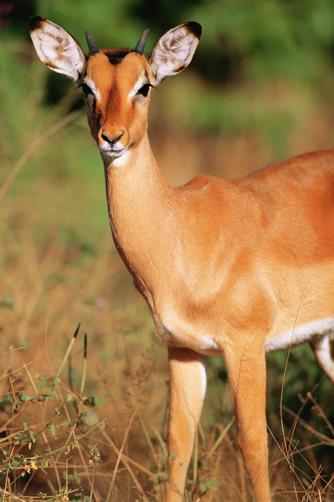 Detail of Alert Male Impala by Anonymous