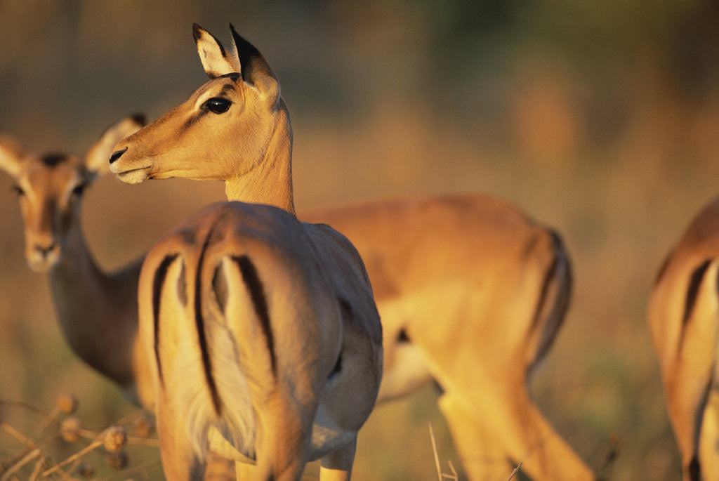 Detail of Impala Herd by Anonymous