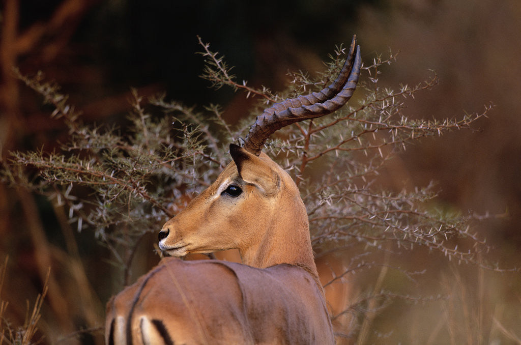 Detail of Alert Male Impala by Anonymous