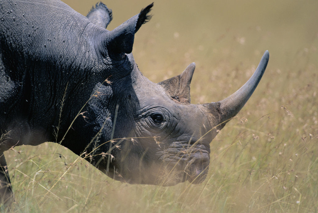 Detail of Black Rhinoceros by Corbis