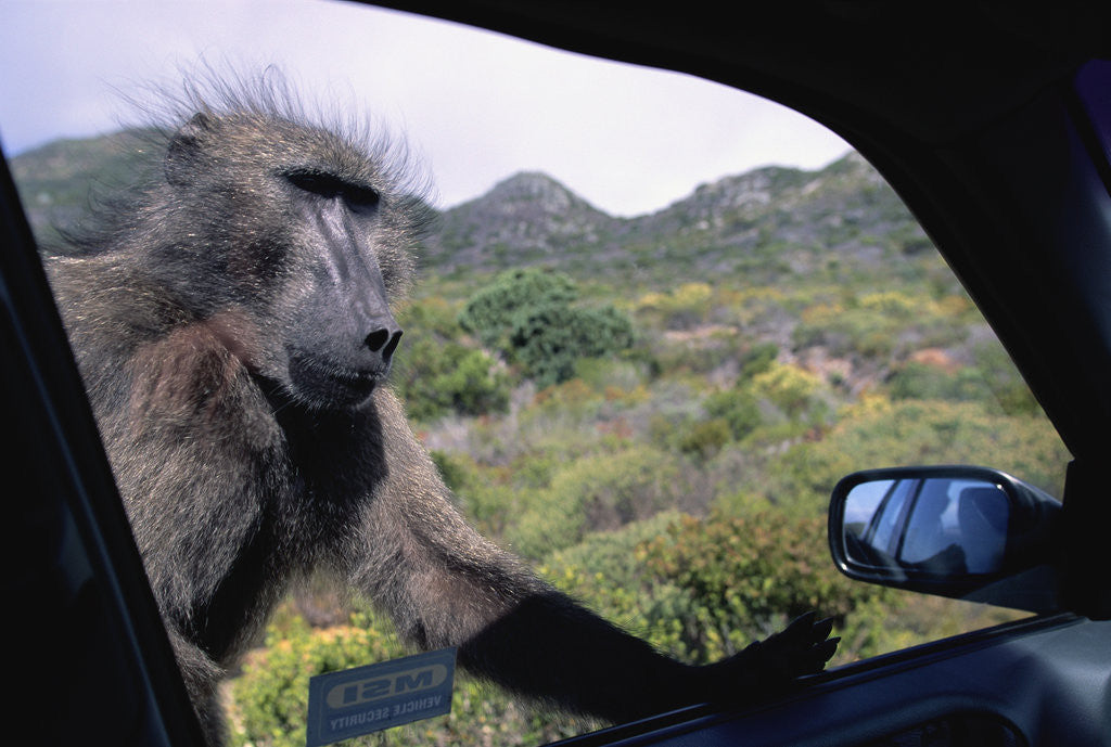Detail of Curious Savannah Baboon by Anonymous