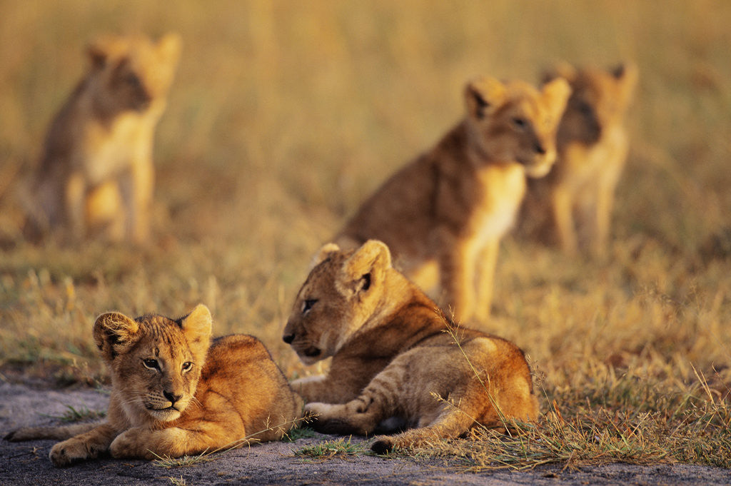 Detail of Lion Cubs Resting by Anonymous