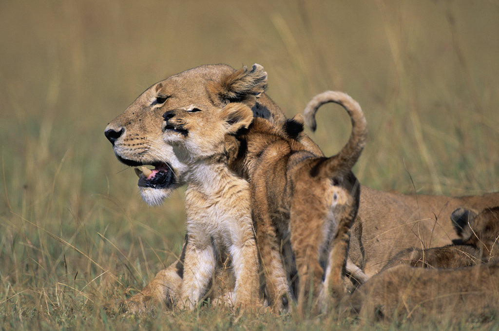 Detail of Lion Cubs Alongside Lioness by Anonymous