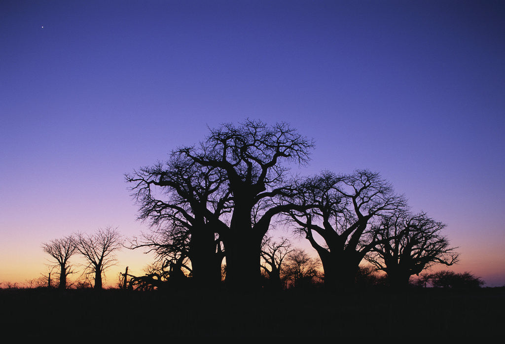 Detail of Baines Boabab Tree Silhouettes by Anonymous