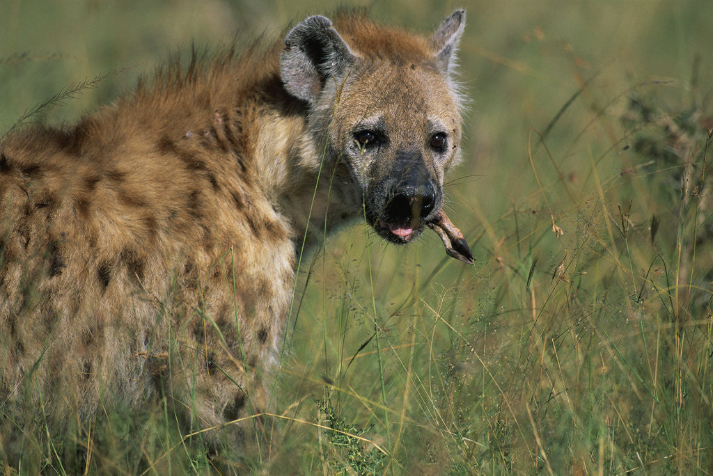 Detail of Spotted Hyena Feeding on Thomson's Gazelle by Anonymous