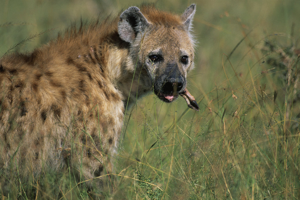 Detail of Spotted Hyena Feeding on Thomson's Gazelle by Corbis