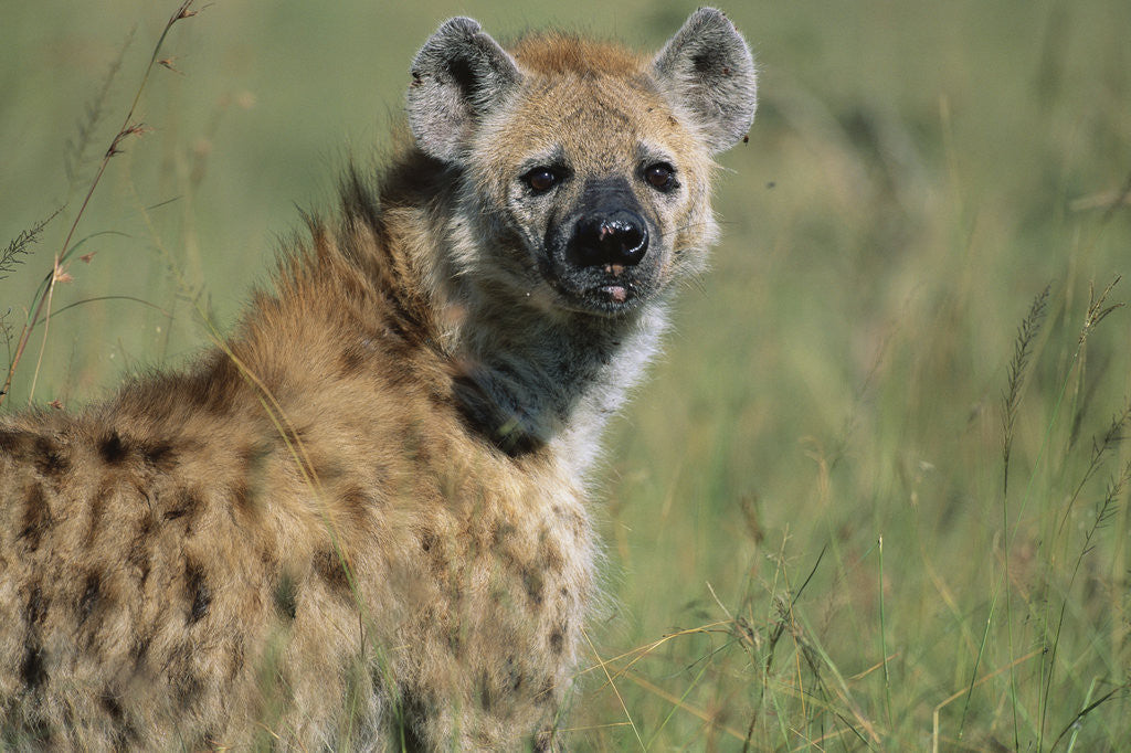 Detail of Spotted Hyena Standing in Grass by Anonymous