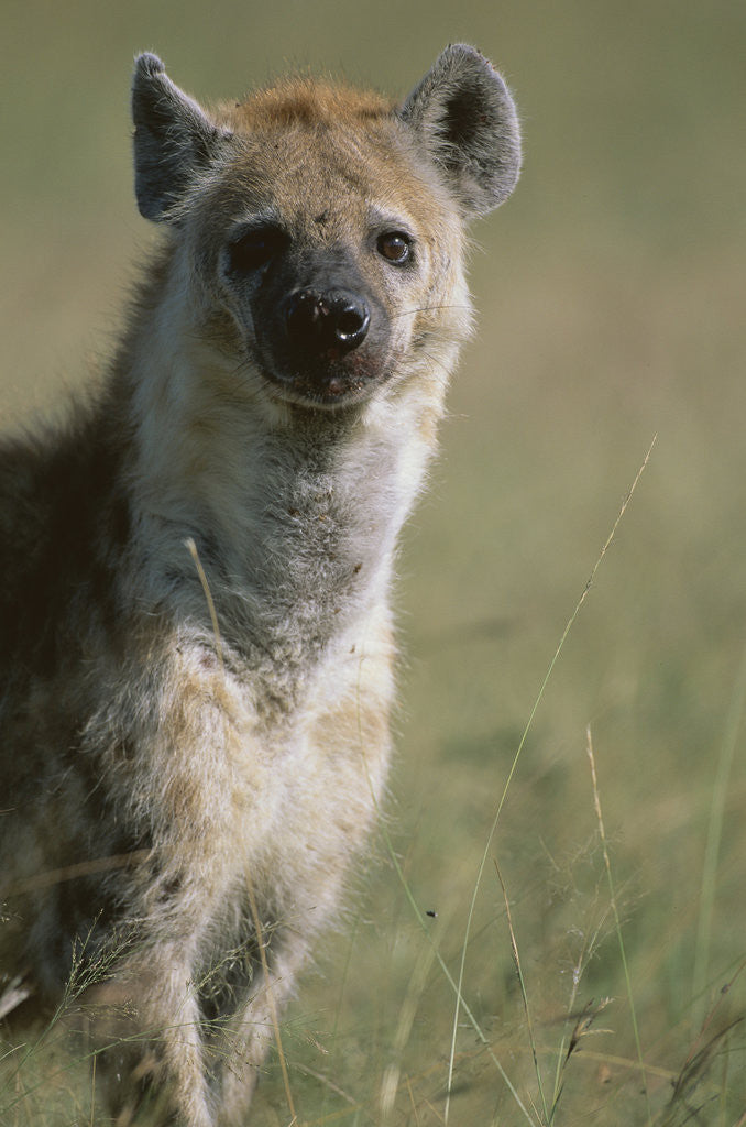 Detail of Spotted Hyena Standing in Grass by Anonymous