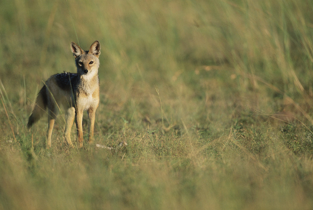 Detail of Jackal Standing on Savanna by Anonymous