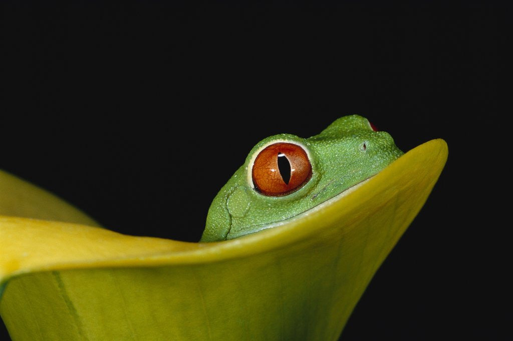 Detail of Red-Eyed Tree Frog by Anonymous
