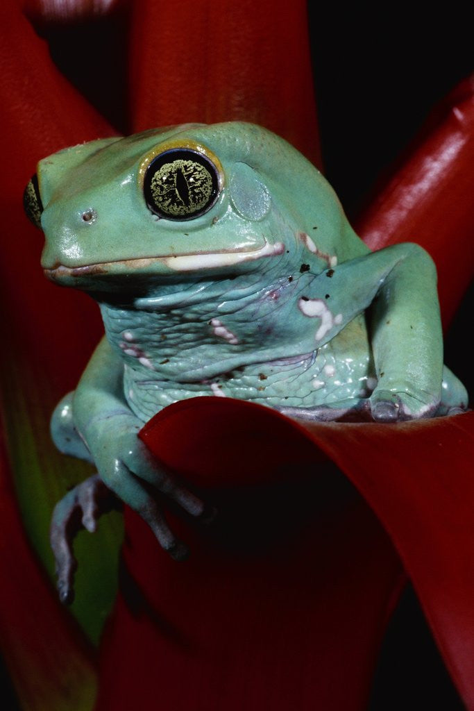 Detail of Monkey Tree Frog by Anonymous
