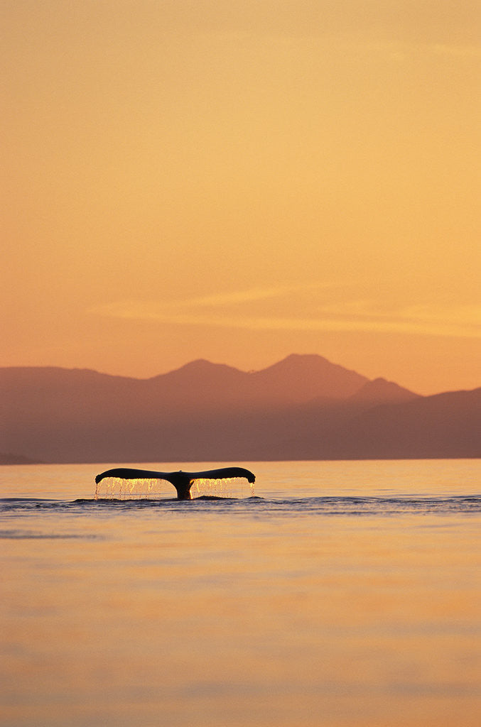 Detail of Humpback Whale Surfacing at Sunset by Anonymous