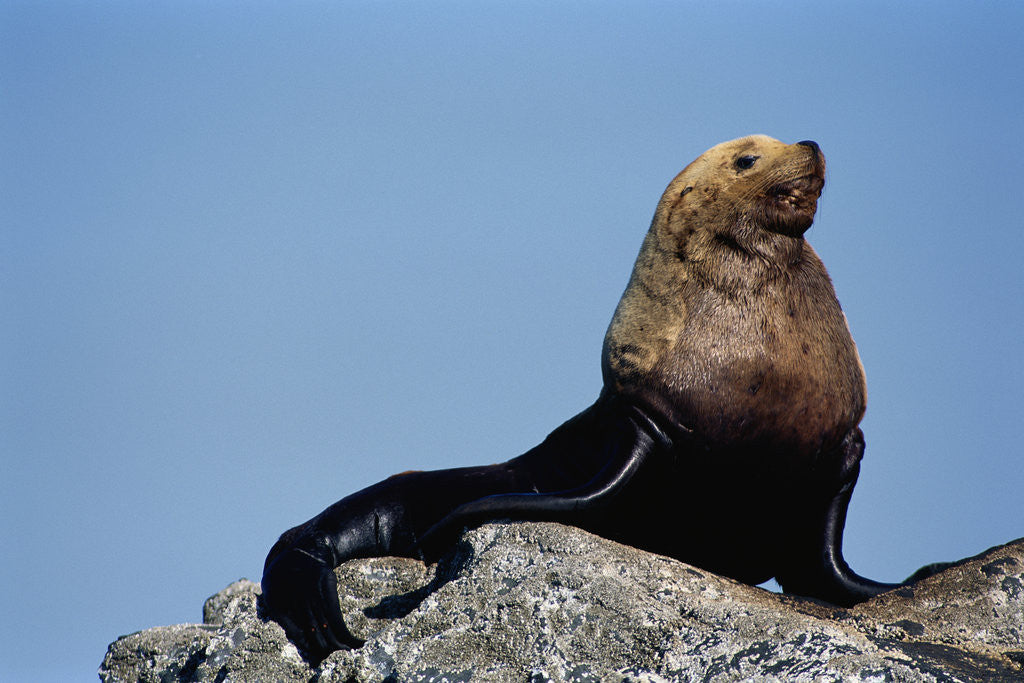 Detail of Resting Sea Lion Bull by Anonymous