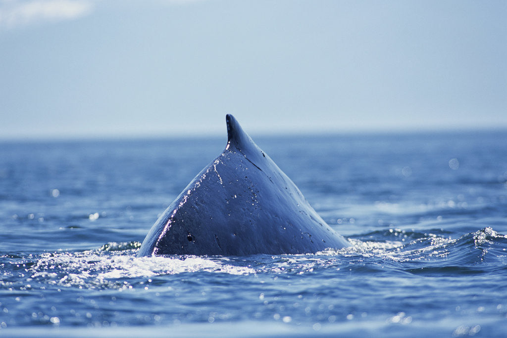 Detail of Humpback Whale Surfacing in Frederick Sound by Anonymous