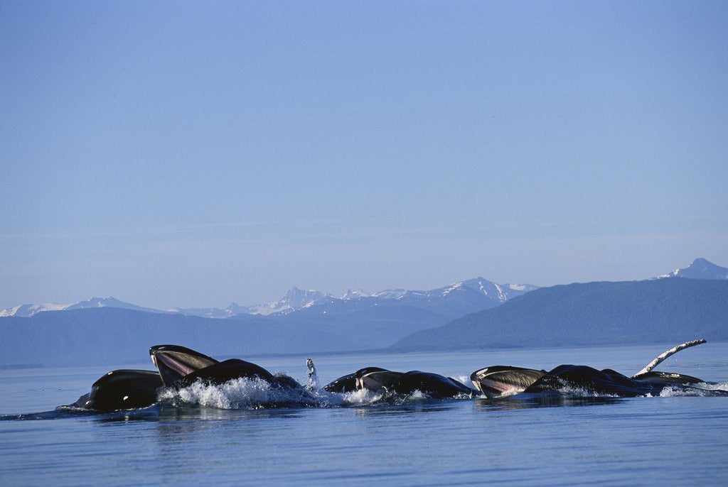 Detail of Humpback Whales Feeding in Frederick Sound by Corbis