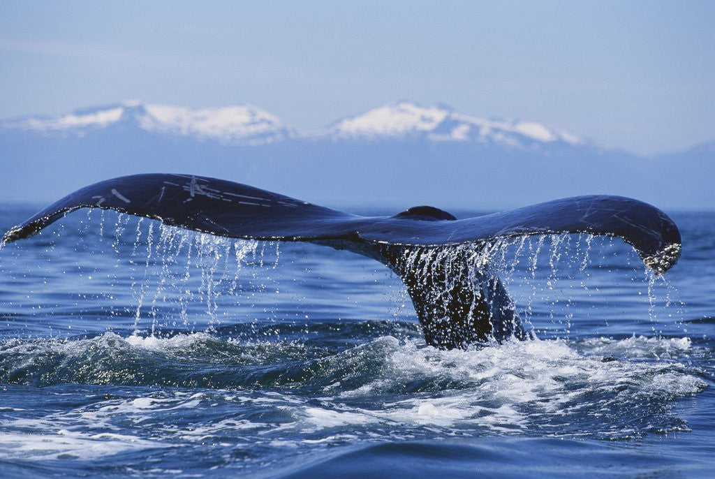 Detail of Tail of Surfacing Humpback Whale by Anonymous