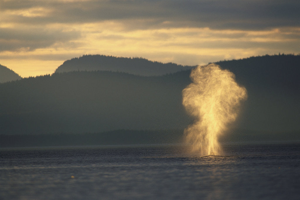Detail of Humpback Whale Surfacing by Anonymous