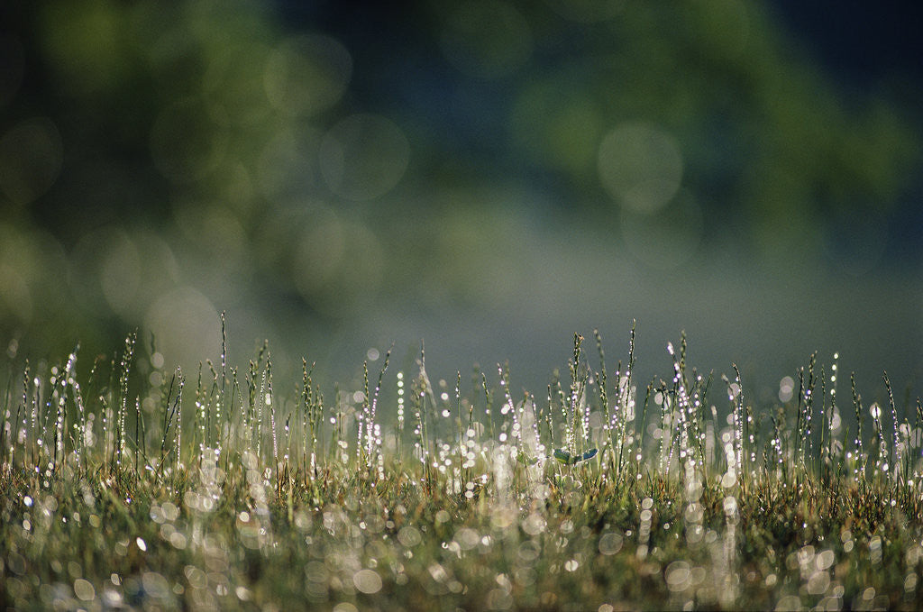 Detail of Morning Dew on Grass by Anonymous