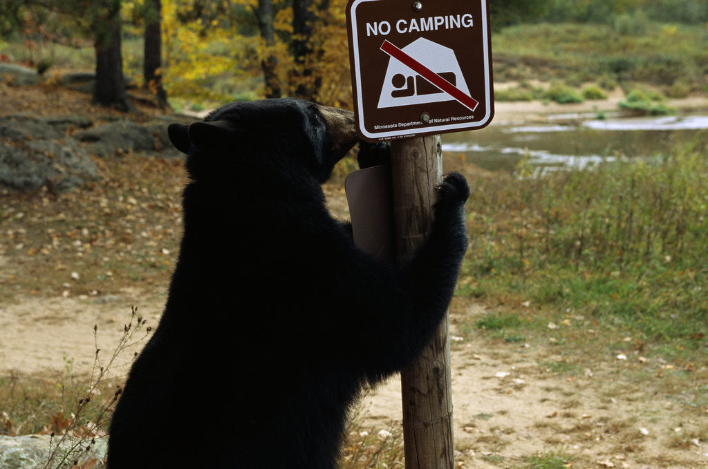 Detail of Black Bear Scratching Post by Anonymous