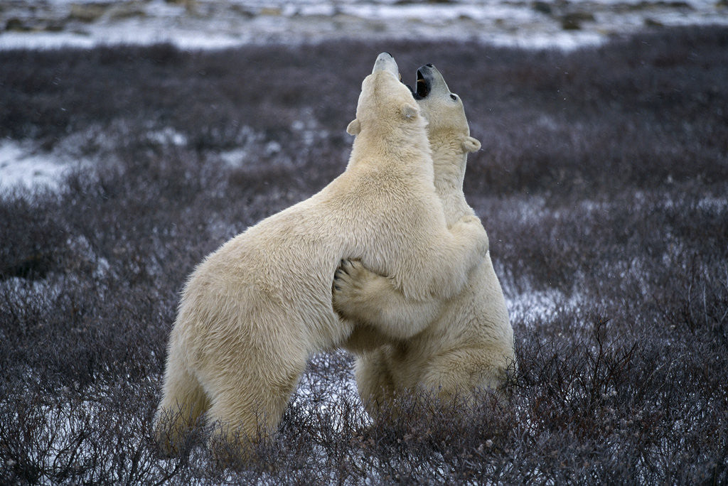 Detail of Polar Bears Playing by Anonymous