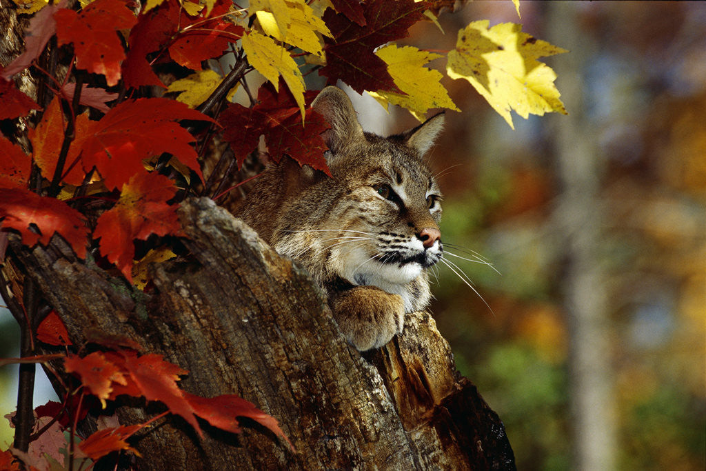 Detail of Bobcat Resting in a Tree by Corbis