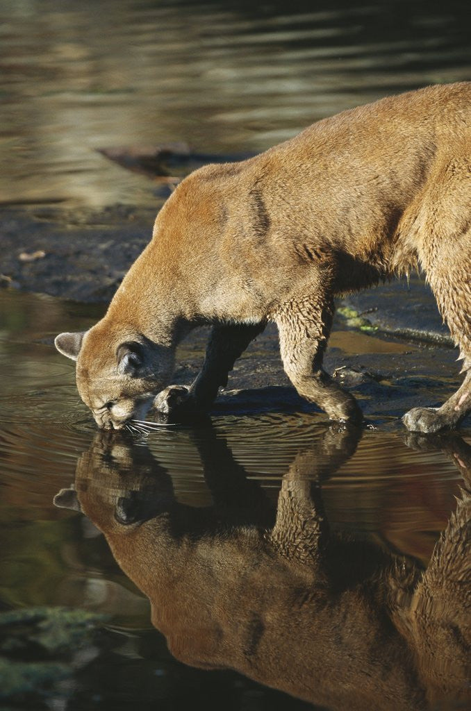 Detail of Cougar Drinking from the Kettle River by Anonymous