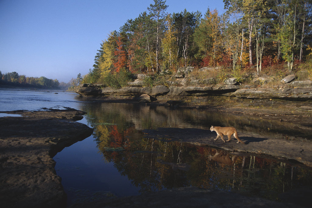 Detail of Cougar Walking Along the Kettle River by Anonymous