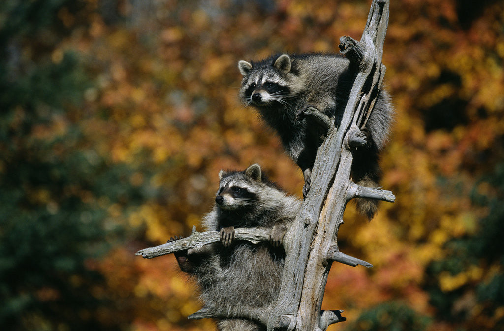 Detail of Two Raccoons in a Tree Snag by Anonymous