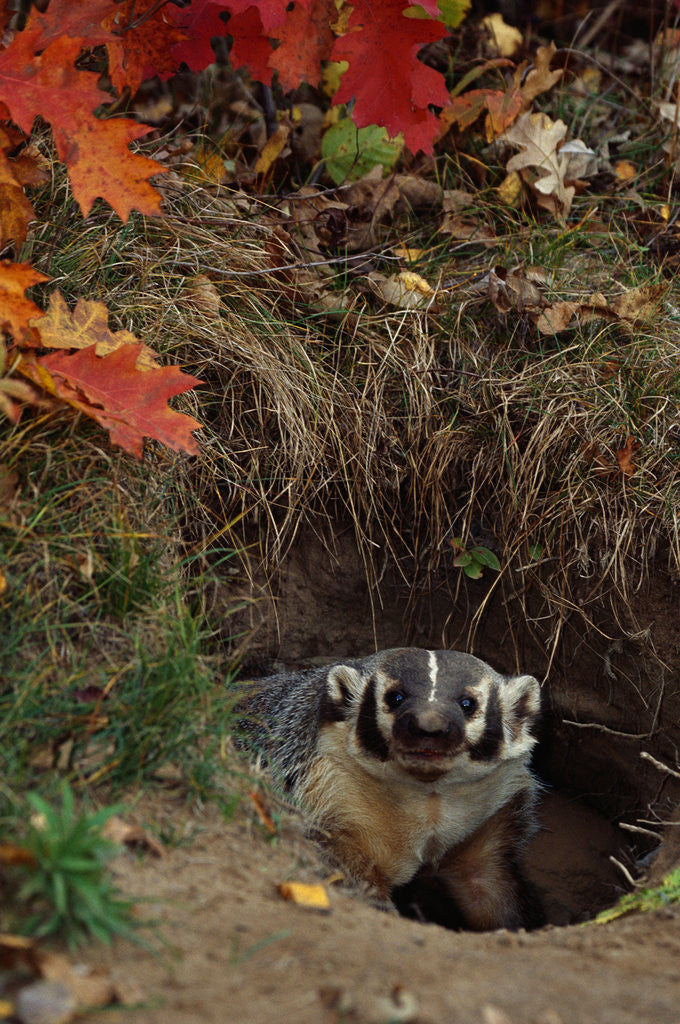 Detail of Badger Looking Out From Den by Anonymous
