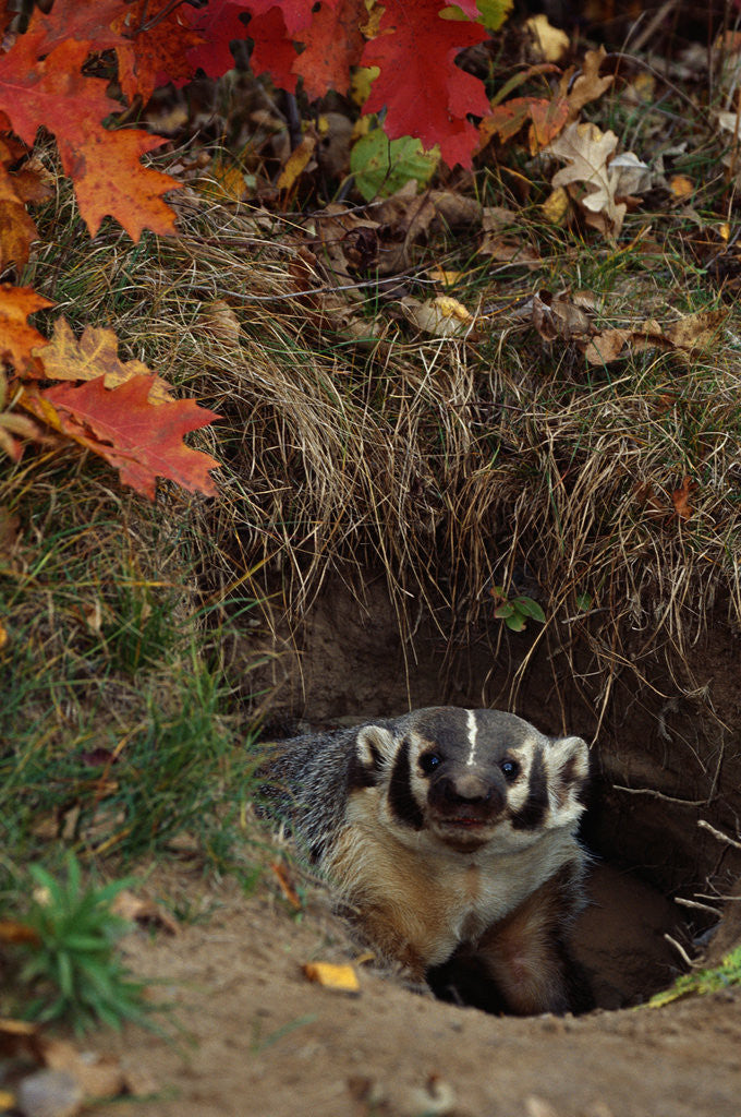 Detail of Badger Looking Out From Den by Corbis
