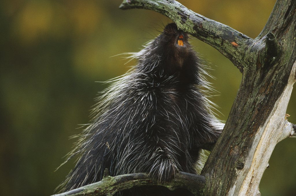 Detail of Porcupine in a Tree by Anonymous
