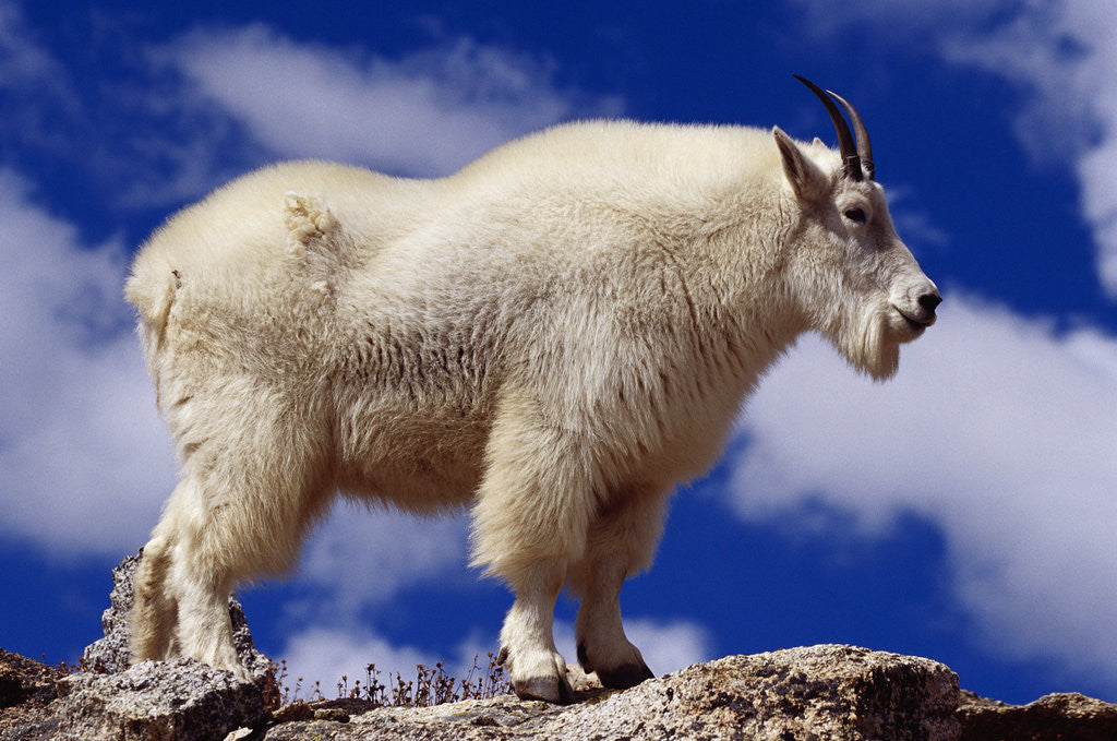 Detail of Mountain Goat by Anonymous