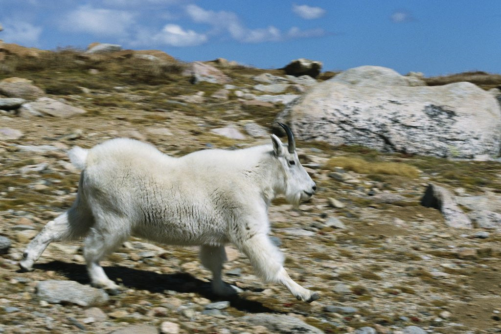 Detail of Mountain Goat Running by Anonymous