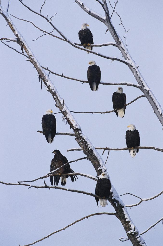 Detail of Bald Eagles Perched on Branches by Anonymous
