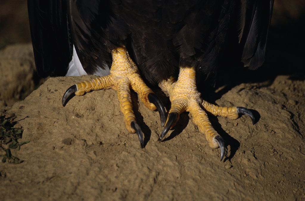 Detail of Bald Eagle Talons by Anonymous