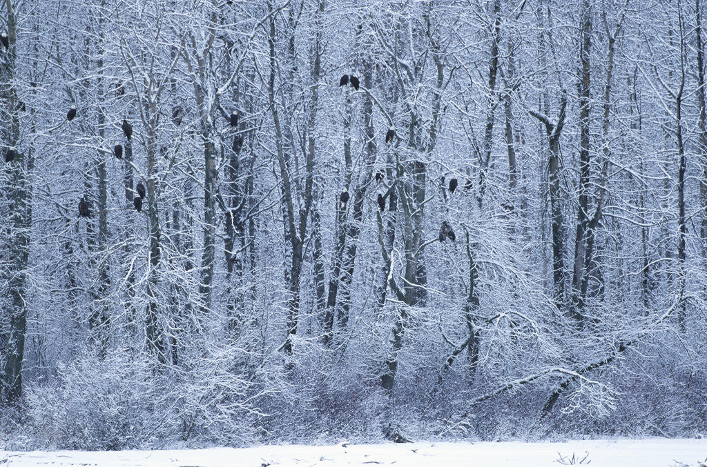 Detail of Bald Eagles Perched on Branches by Anonymous