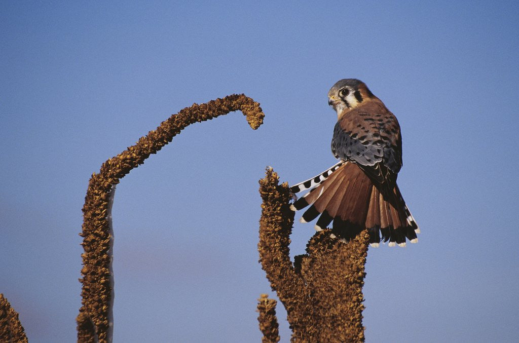 Detail of Kestrel Perched on a Mullein Plant by Anonymous