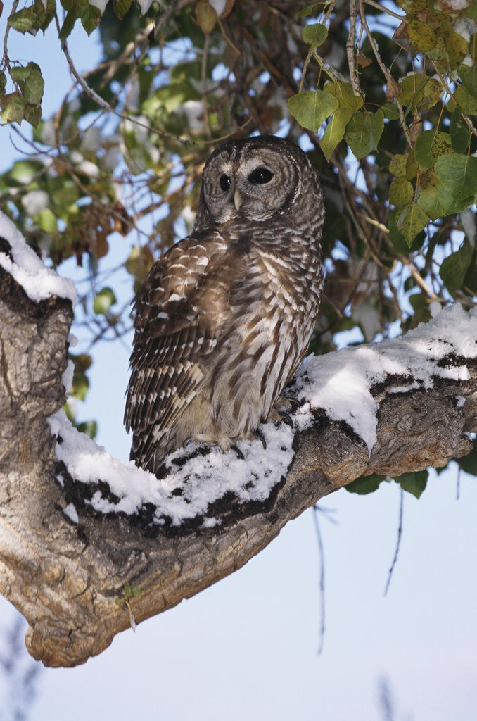Detail of Barred Owl Perched on Branch by Anonymous