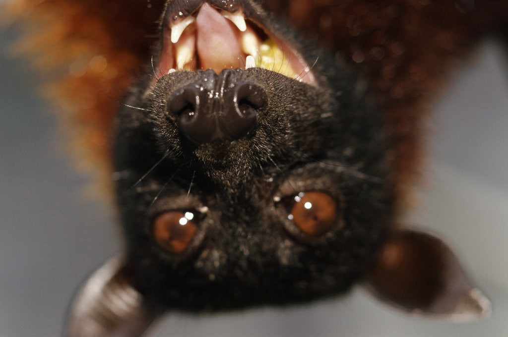Detail of Flying Fox by Anonymous