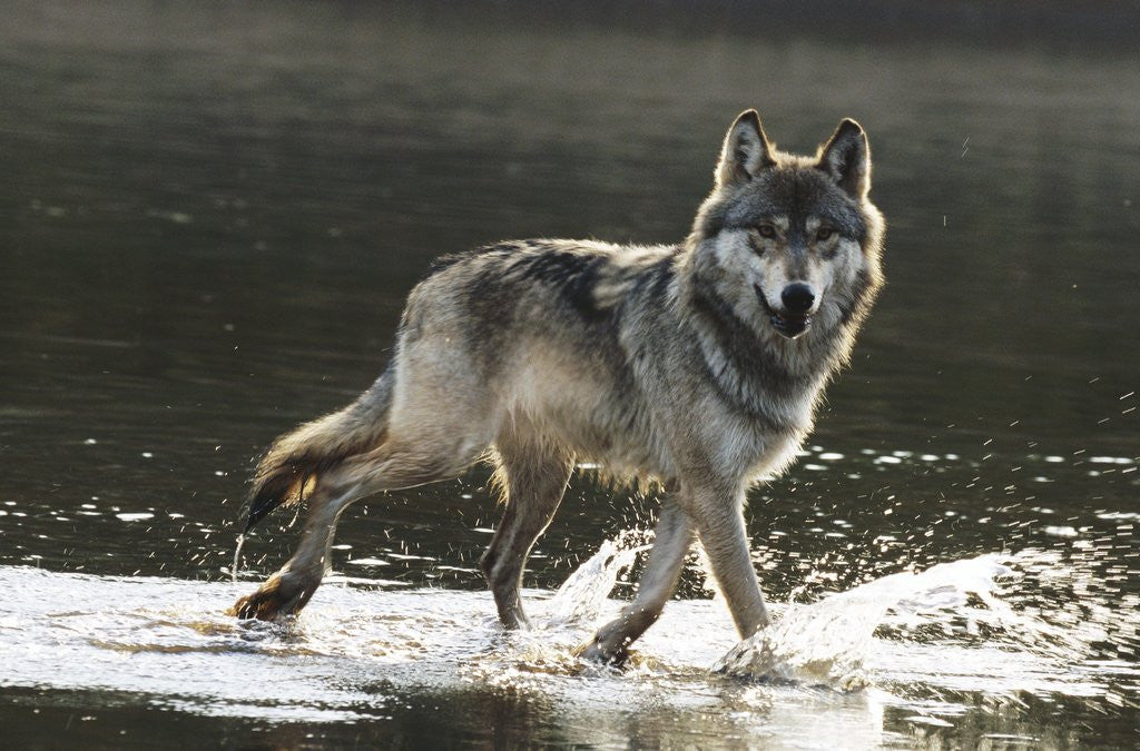 Detail of Grey Wolf Walking Along the Kettle River by Anonymous