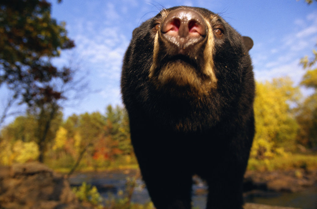 Detail of Black Bear Nosing Around by Anonymous